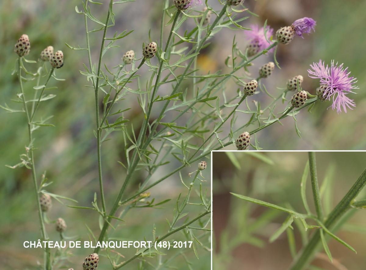 Knapweed, Cut-leaved leaf